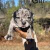 Ukc registered American bullies