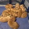 AKC Golden Retrievers