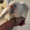 Slenderbill Cockatoo baby