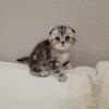 For sale, Scottish  fold kittens