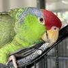 Bonded pair of Amazons,…..sex for yellow crown unknown 