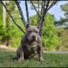 ABKC AMERICAN BULLY Lilac Trindle male / female pups