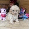 Toy Poodle puppies available for purchase.