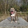 Goliath ABKC Blue Cryptic Merle for rehoming
