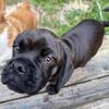 Pug / Cocker Spaniel puppies