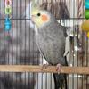 Tame male 10 Month old Cockatiel named Chip