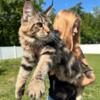 Maine Coon Kittens available