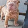 Shar-Pei puppies North Carolina