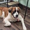 Female saint bernard