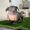 Merle micro exotic America bullies