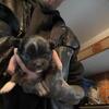 Pomchi puppys