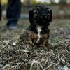 Chiweenie puppies! 