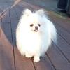 Pomeranian dog stud