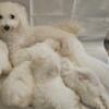 Bichon frise puppies