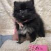 CKC Pomeranian puppies