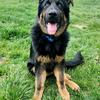 DDR Male german shepherd puppy