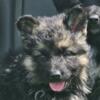 Akc German Shepherds puppies $400