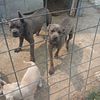 Neopolitan mastiff mix original bandog for sale