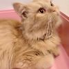 Persian kittens , 3 months to 2 years old,  vaccinated, litter trained