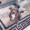 Blue nose pitbull