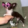 Extremely Tiny Applehead Chihuahua