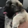 Beautiful Kangal female pup