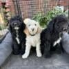 Only 3 handsome f1b golden doodles left! (9weeks) health tested parents!