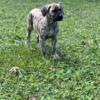 PRESA CANARIO FEMALE PUPPY 12 weeks