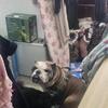 5 year old male Bully