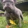 Akc French bulldog lilac male 