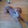 Male and Female Vizsla for sale