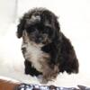 CISCO MERLE CARRIES DILUTE & PHANTOM Toy/mini poodle Ready now