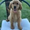 AKC Golden Retrievers, Health tested parents.