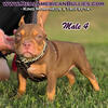 CHOCOLATE TRI BULLY MALE