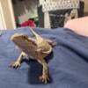 Juvenile bearded dragon