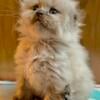 Ragdoll, Scottish Folds & Persians adorable, loving and playful. Kittens that will melt your heart.