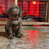 Labrador Retrievers for sale