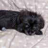 Shihpoo girl ckc regerested 11 weeks old