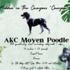 AKC Mini/Moyen Merle Poodle Stud