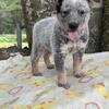Blue Heeler