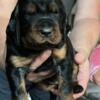 AKC register Gordon setter puppies raised in my home