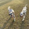 LUA Long coat Female Dalmatian