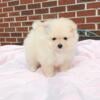 CKC Pomeranian: CANDY (female)