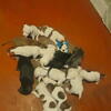 American pitbull puppies