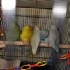 Baby Parrotlets For Sale