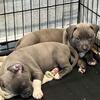 Puppys