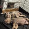 American Bully Puppies