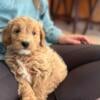 Mini/Medium F1 Goldendoodles