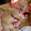 AKC Labrador puppies for sale 