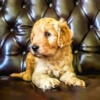 Baby Collin! Goldendoodle F1 - parents AKC